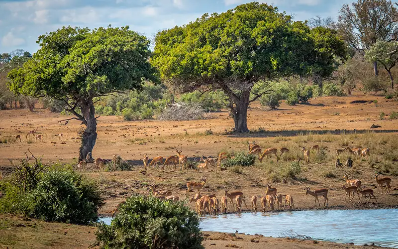 The Top 10 Reasons to Visit Kruger National Park